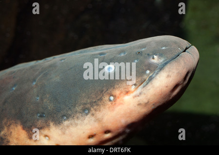 Anguilla elettrica elettroforo electricus, Venezuela Foto Stock