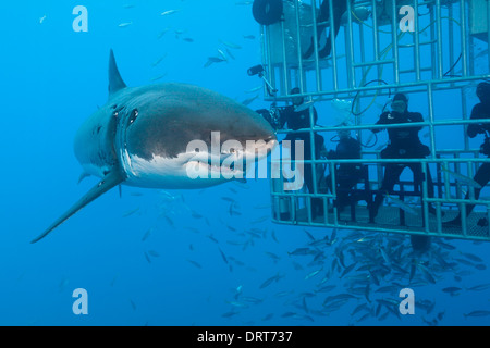 Il grande squalo bianco gabbia immersioni subacquee, Carcharodon carcharias, Isola di Guadalupe, in Messico Foto Stock