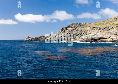 Kelp a costa di San Benito, San Benito Isola, Messico Foto Stock