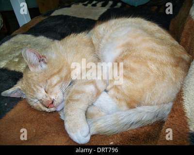 Feriti sfollati cat è dormire su una poltrona Foto Stock