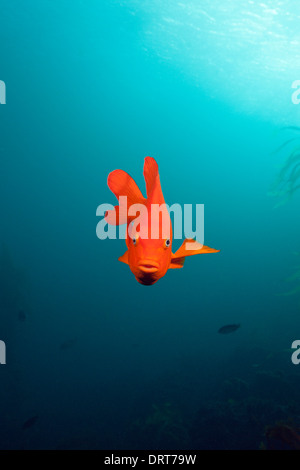 Garibaldi, pesce Hypsypops rubicundus, San Benito Isola, Messico Foto Stock