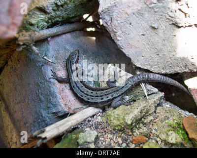 Lizard crogiolarsi al sole sulle rocce mattone Foto Stock