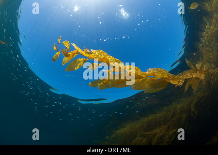 Foresta di Kelp Kelp Gigante, Macrocystis pyrifera, San Benito Isola, Messico Foto Stock