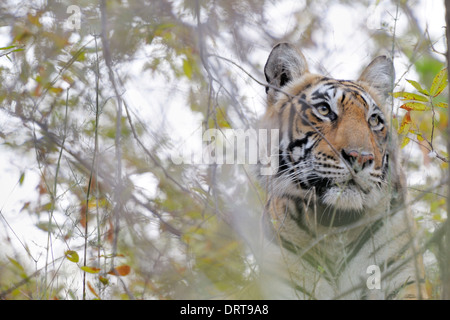 Tigre del Bengala ( Panthera tigris tigris ) ritratto tra i cespugli, Ranthambhore national park, Rajastan, India Foto Stock