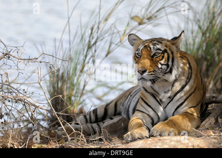 Tigre del Bengala ( Panthera tigris tigris ) giacente nella foresta. Foto Stock