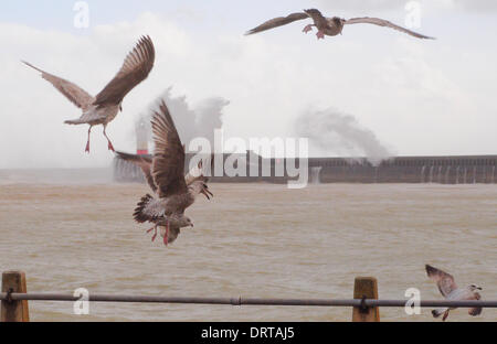 Newhaven, East Sussex, Regno Unito. 01 feb 2014. I gabbiani battaglia il vento di burrasca come onde crash al di sopra del braccio ovest in background. Credito: David Burr/Alamy Live News Foto Stock