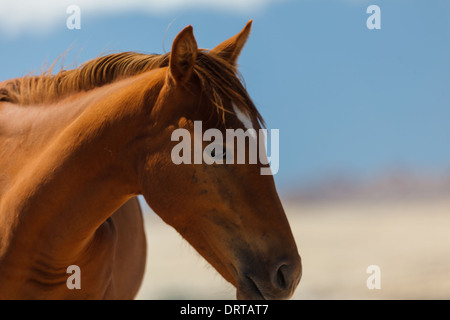 Close up vista laterale del selvaggio della testa di cavallo sul Deserto Namibiano Foto Stock