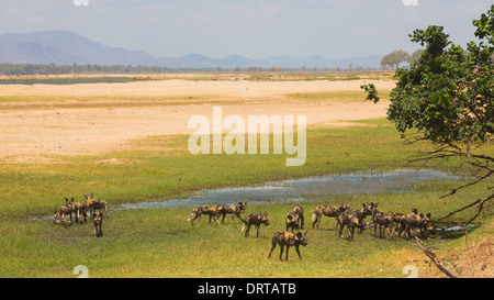 Pack di African Wild Dog (Lycaon pictus) su lo Zambesi floodplain Foto Stock