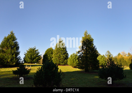 Bedgebury Pinetum nazionale e foresta, Goudhurst, Kent TN17 2SJ, Regno Unito Foto Stock