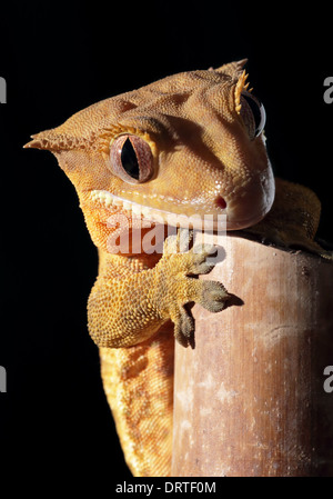 Un nuovo Caledonian crested gecko (Rhacodactylus ciliatus) abbarbicato su una canna di bambù Foto Stock