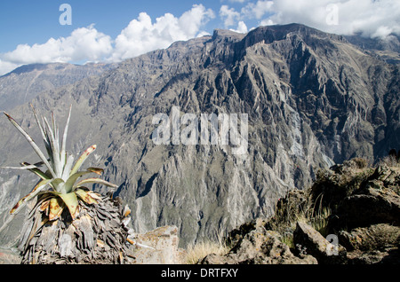 Il Canion del Colca. montagne andine. arequipa Perù. Foto Stock