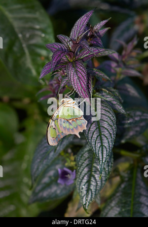 Malachite butterfly Siproeta stelenes ventrale di chiusura o vista famiglia Nymphalidae dall America Centrale e America del Sud Foto Stock