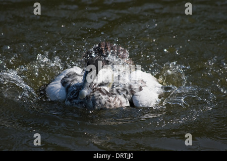 Eider comune di balneazione e sguazzare con acqua Foto Stock