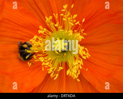 Rosso brillante Papaver papavero fiore dettaglio con giallo centrale pistillo e stami e miele delle api Foto Stock