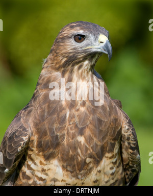 La poiana Buteo buteo Foto Stock