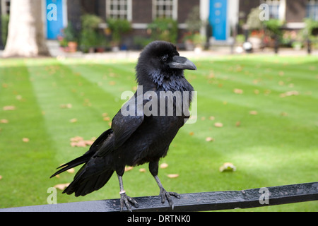 Corvo imperiale Corvus corax Foto Stock