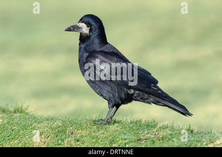 Rook Corvus frugilegus Foto Stock