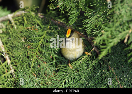 Goldcrest Regulus regulus Foto Stock