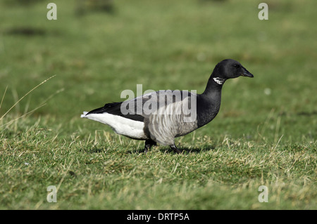 Brent Goose, pallido-gara panciuto Branta bernicla Foto Stock