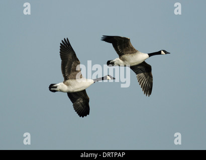 Canada Goose Branta canadensis Foto Stock