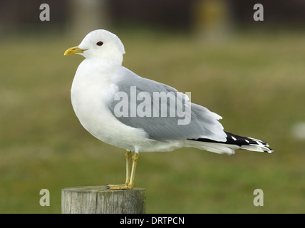 Gabbiano comune Larus canus Foto Stock