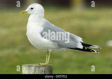 Gabbiano comune Larus canus Foto Stock