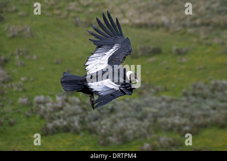 Condor andino - Vultur gryphus Foto Stock