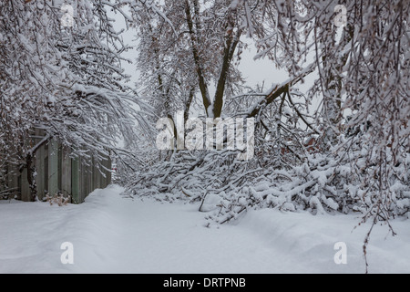 Una storica tempesta di ghiaccio downs alberi, interrompe l'alimentazione, cappotti case e causa il caos nella Greater Toronto Area lasciando storditi residenti Foto Stock