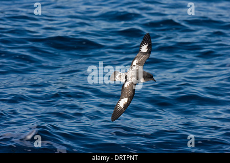 Cape Petrel - Daption capense Foto Stock