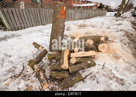 Gli equipaggi forestali tagliata e cleanup frassino detriti lasciando ceppi e tronchi dopo una forte tempesta di ghiaccio li danneggiati Foto Stock