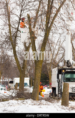 Un lavoratore forestale in un sollevamento della benna utilizza una motosega a tagliare le ceneri di alberi che sono state danneggiate in una forte tempesta di ghiaccio Foto Stock