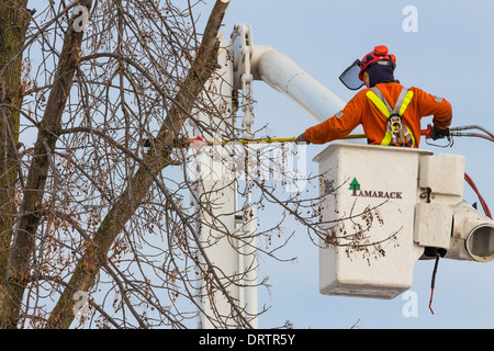 Un lavoratore forestale in un sollevamento della benna utilizza una motosega a tagliare le ceneri di alberi che sono state danneggiate in una forte tempesta di ghiaccio Foto Stock