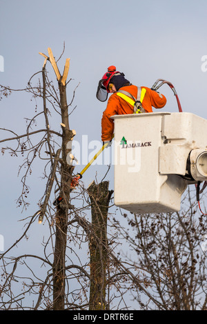 Un lavoratore forestale in un sollevamento della benna utilizza una motosega a tagliare le ceneri di alberi che sono state danneggiate in una forte tempesta di ghiaccio Foto Stock