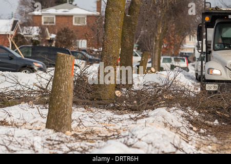 Gli equipaggi forestali tagliata e cleanup frassino detriti lasciando ceppi e tronchi dopo una forte tempesta di ghiaccio li danneggiati Foto Stock