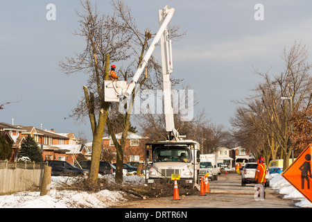 Un lavoratore forestale in un sollevamento della benna utilizza una motosega a tagliare le ceneri di alberi che sono state danneggiate in una forte tempesta di ghiaccio Foto Stock