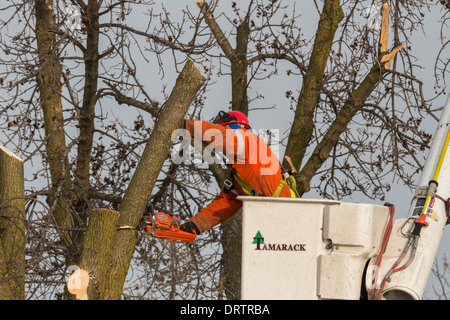 Un lavoratore forestale in un sollevamento della benna utilizza una motosega a tagliare le ceneri di alberi che sono state danneggiate in una forte tempesta di ghiaccio Foto Stock