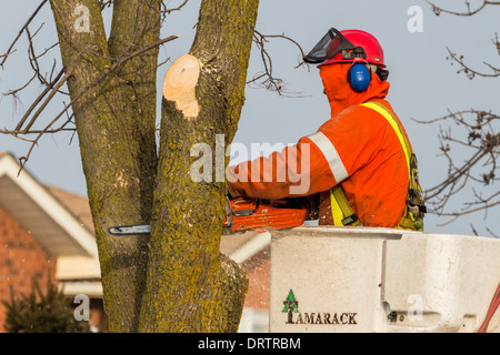 Un lavoratore forestale in un sollevamento della benna utilizza una motosega a tagliare le ceneri di alberi che sono state danneggiate in una forte tempesta di ghiaccio Foto Stock