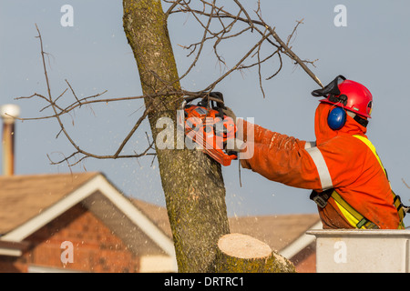 Un lavoratore forestale in un sollevamento della benna utilizza una motosega a tagliare le ceneri di alberi che sono state danneggiate in una forte tempesta di ghiaccio Foto Stock