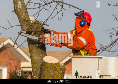 Un lavoratore forestale in un sollevamento della benna utilizza una motosega a tagliare le ceneri di alberi che sono state danneggiate in una forte tempesta di ghiaccio Foto Stock