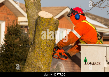 Un lavoratore forestale in un sollevamento della benna utilizza una motosega a tagliare le ceneri di alberi che sono state danneggiate in una forte tempesta di ghiaccio Foto Stock