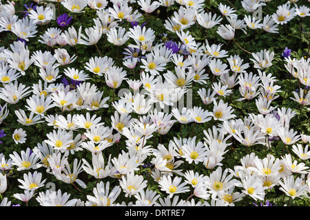 Anemone BLANDA a Keukenhof Gardens in Sud Olanda nei Paesi Bassi. Foto Stock