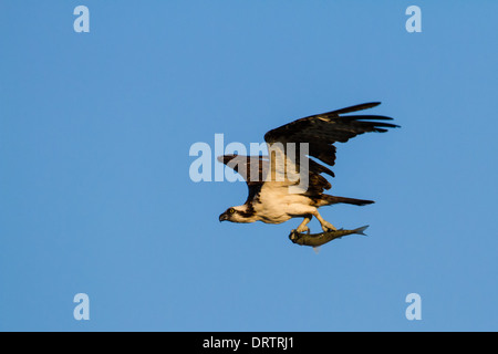 Un falco pescatore (Pandion haliaetus) in volo con un pesce appena pescato insieme contro un cielo blu. Foto Stock