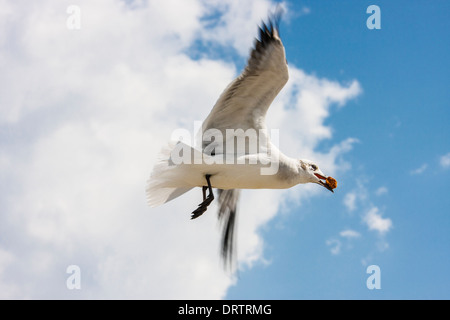 Laughing Gull, Larus attricilla, lungo Texas City, Texas, litorale. Foto Stock