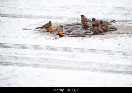 Una comunità di robins si riunisce intorno al 'buco d'irrigazione' di una tombola su una strada innevata in Metro Atlanta, Georgia. (STATI UNITI) Foto Stock