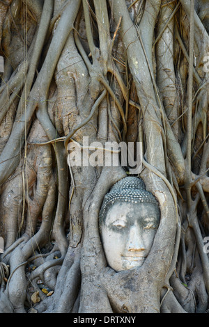 Testa di Buddha circondato da radici in Ayutthaya Foto Stock