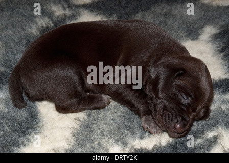 Una cucciolata di nuovo nato il tedesco a pelo corto cuccioli di puntatore Foto Stock