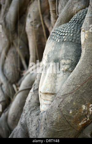 Testa di Buddha circondato da radici in Ayutthaya Foto Stock