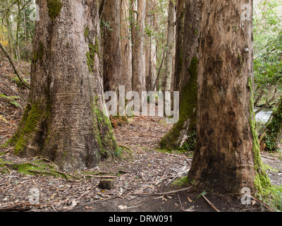 Foresta di eucalipti in Souto da Retorta, Galizia, Spagna. La foto è presa all'esterno. Foto Stock