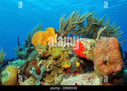 Coralli contro la superficie, Cozumel, Messico Foto Stock