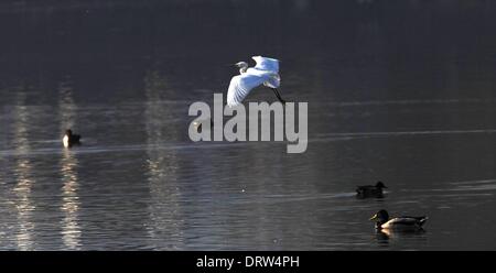 Kathmandu, Nepal. 2° febbraio 2014. Una gru vola sopra Taudaha zone umide in Kirtipur, Nepal, sul mondo Wetland giorno 2 febbraio, 2014. Taudaha Lago è probabilmente il solo acqua pulita corpo rimanente nella valle di Kathmandu, ed è un punto di sosta per numerose specie di uccelli migratori. Mondo wetland giorno viene celebrato ogni anno con temi diversi per portare la consapevolezza circa l' importanza di prendersi cura delle zone umide. Credito: Sunil Sharma/Xinhua/Alamy Live News Foto Stock